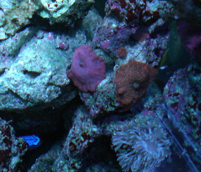 Xenia Fisk Røde skiver Acropora.jpg