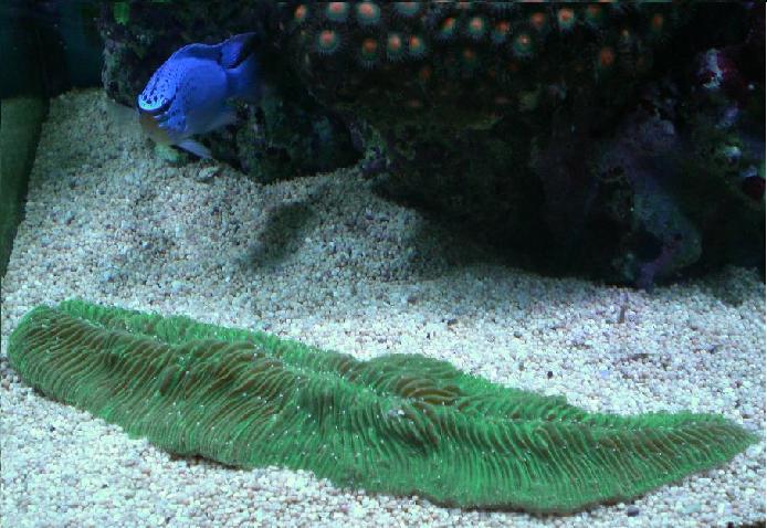 tunge polyp og fisk.jpg