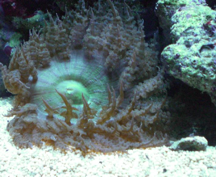 sandanemone.jpg