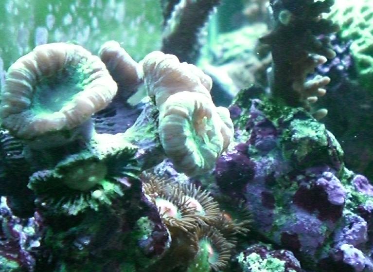 hjerne caulastrea OG 2 ACROPORA.jpg