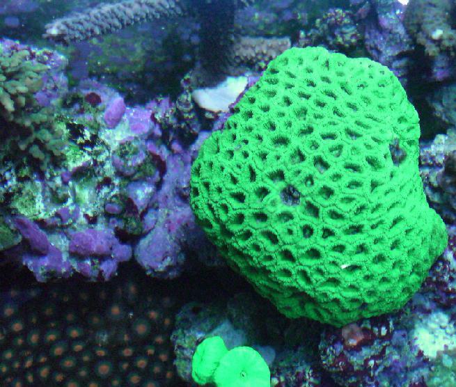 Hjerne acropora caulestrea polypper fra oven.jpg