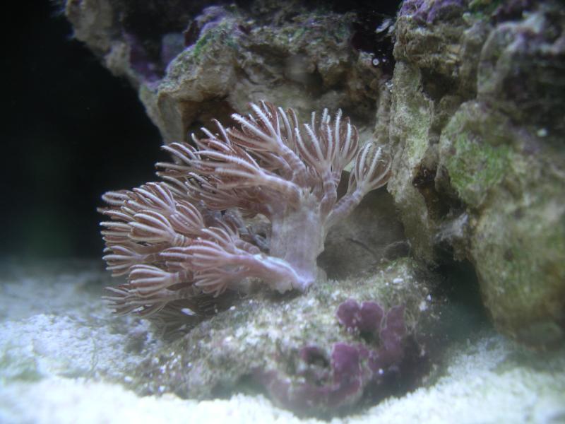 Xenia fragement