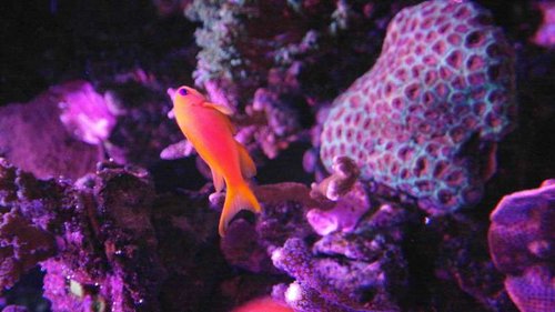 Anthias Squampinnis