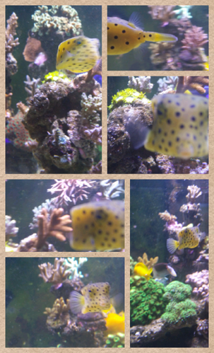 Collage 2013-12-23 14_21_54.png