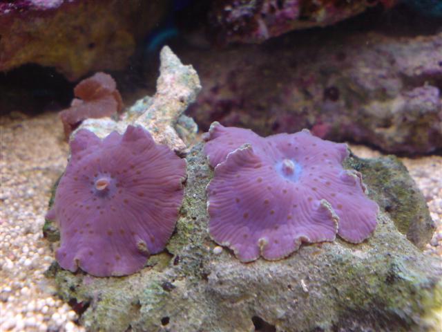 Nr. 4 Er dette en Discosoma sp. 12?