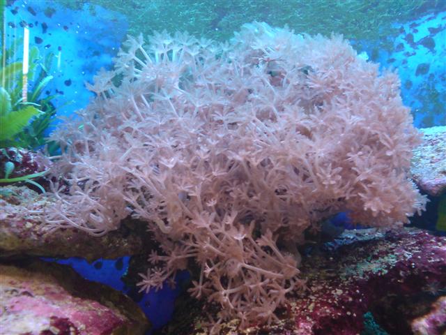 Nr. 5 Det er en Xenia men hvilken?