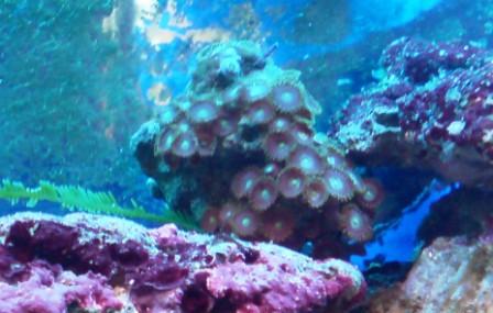 Nr. 6 Er det en Protopalythoa sp. 02?