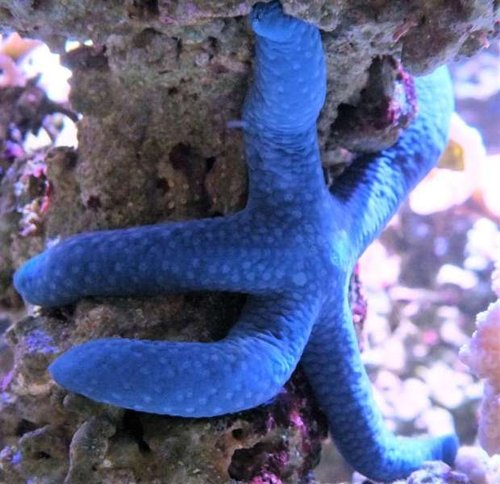 Linckia (Medium).jpg