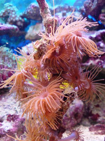 Nr. 1 Jeg kan ikke finde denne koral på nettet (Jeg søger nok ikke på det rigtige) Den har bly om foden for at holde den nede!