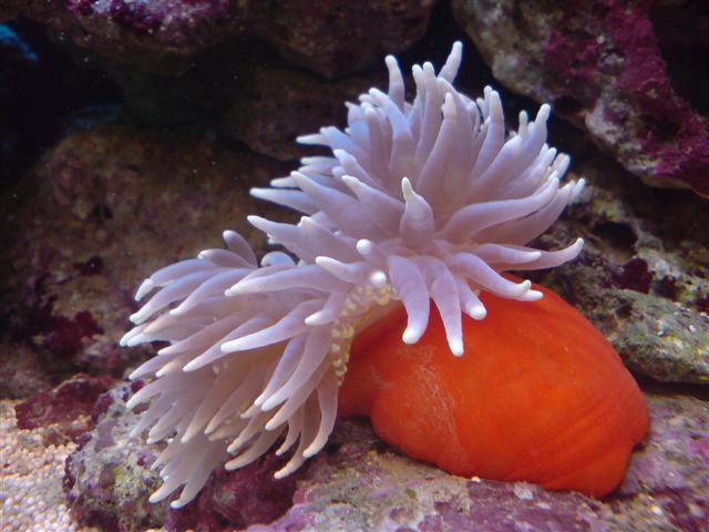 Nr. 2 Denne anemone kender jeg ikke navnet på.