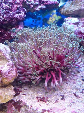 Nr. 3 Er dette en Clavularia viridis?