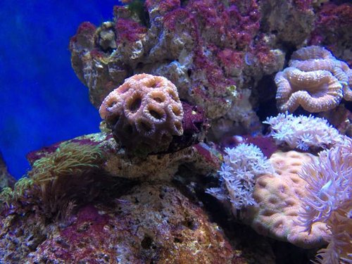 Acan