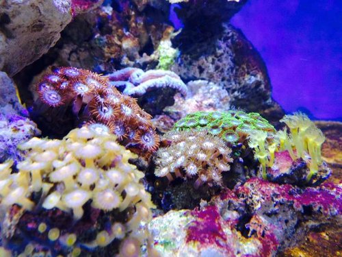 Zoa