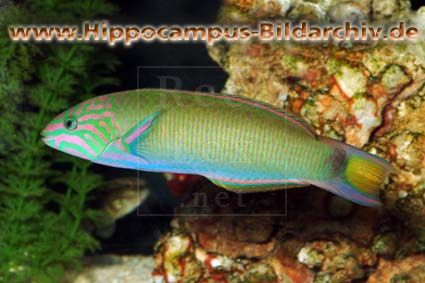 Thalassoma lutescens.jpg
