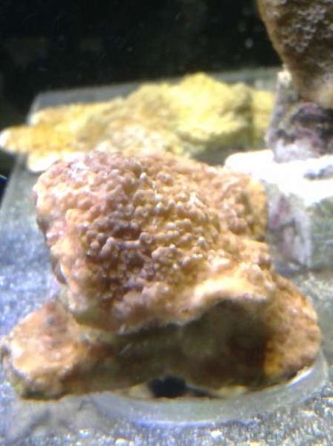 gammel frag. status?