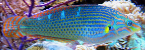 Halichoeres melanurus_gylte.jpg