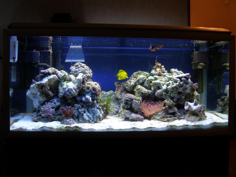 Akvarium1 004 (Medium).jpg