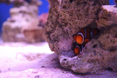 IMG_7644.JPG (39.48 KiB) Vist 1962 gange Klovnfiskenes nye hjem