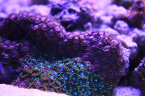 IMG_7619.JPG (48.46 KiB) Vist 1937 gange Lidt polypper der kun har fået lov at stå på en enkelt sten for ikke at brede sig for meget