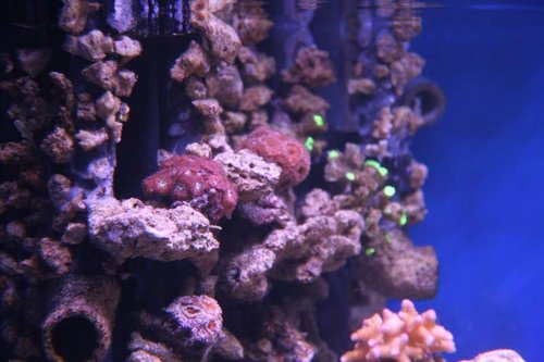 IMG_7635.JPG (41.81 KiB) Vist 1974 gange Overløbet bliver så småt dækket med lidt koraller