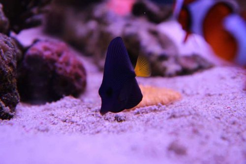 IMG_7638.JPG (29.07 KiB) Vist 1937 gange Den lilla kirurg