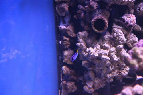 IMG_7634.JPG (36.24 KiB) Vist 1974 gange Palet kirurg - ja den svømmer foran et 25 mm PVC rør øverst i billedet...