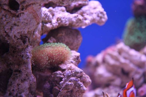 IMG_7626.JPG (38.08 KiB) Vist 1962 gange Lille ny sarcophyton