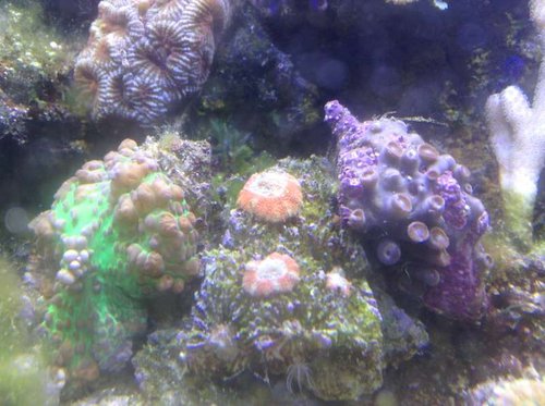 Acan i dagslys