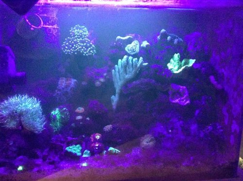 FTS i 405nm