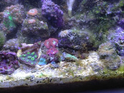 Echinopora, Blastomussa, Discosoma(X2), Ricordea, Acan, Rhodactis og zoa