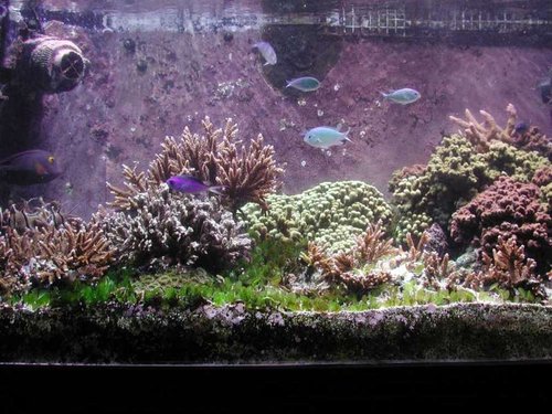 most of seagrass tank