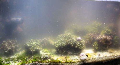 psammacora spawn