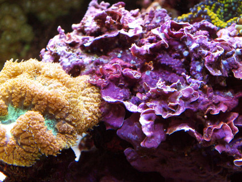 DSCF9514b.jpg