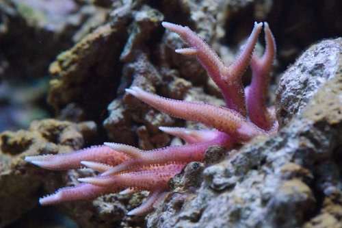 Dag 54 - Hystrix.jpg