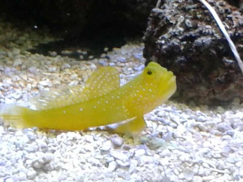 yellow watchman goby.jpg