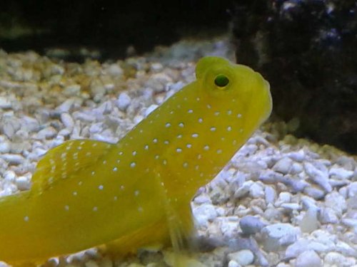 yellow watchman goby 2.jpg