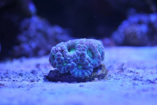 DSC_0054.JPG