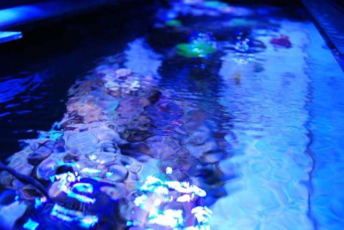 DSC_0137.JPG