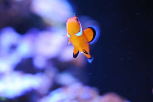 DSC_0210.JPG