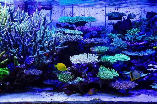 Japanese-Reef-Tank Anagonbe.jpg