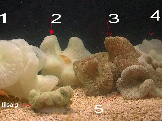tæppe anemone2.jpg